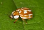 Striped | Ladybird species